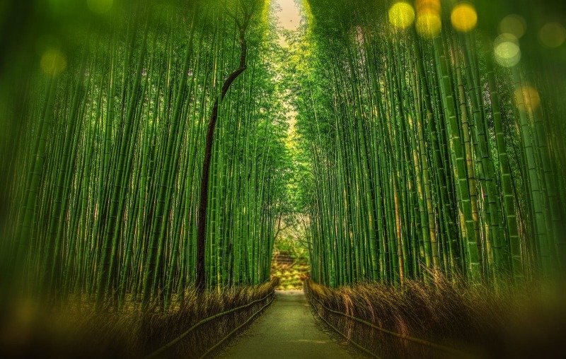 1699864726-23532 Dreaming of Bamboo