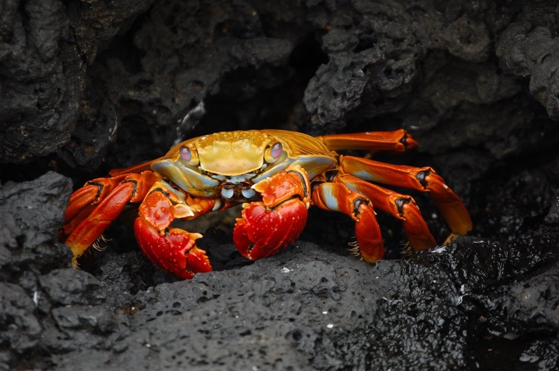 1700047674-Dreaming About Crabs