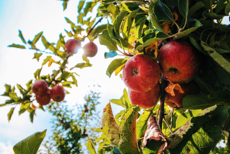 1701598027-Dreaming about Fruit Trees