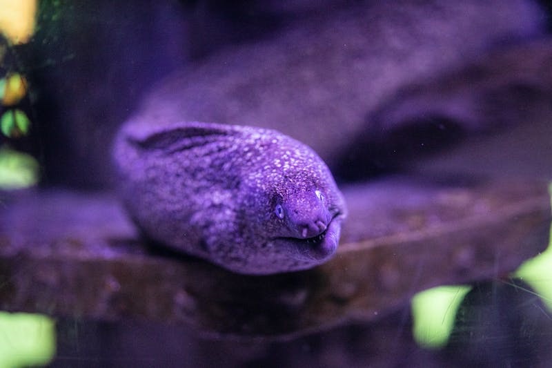 1702286962-Dreaming About Eels