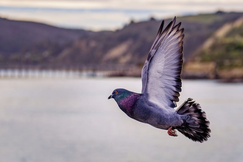 Dreaming of Pigeons - Meaning and Interpretation