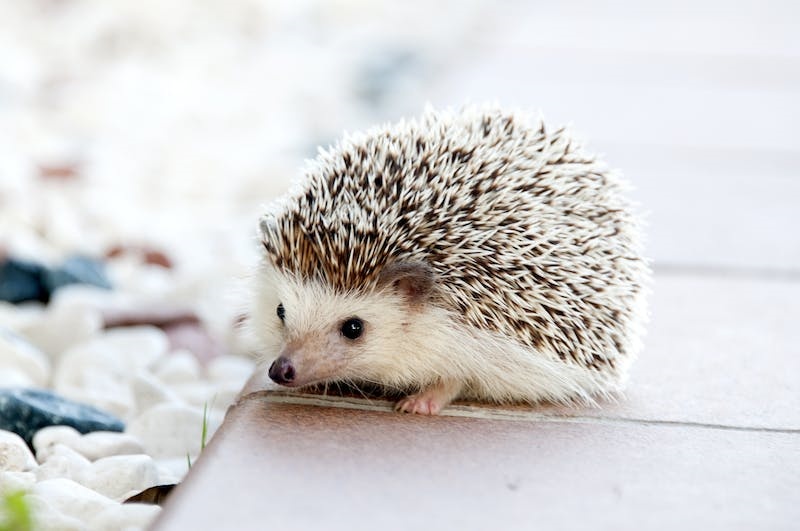 1704619444-Dream of Hedgehogs