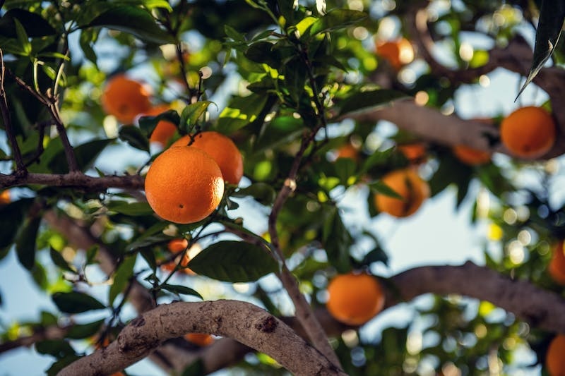 1705152229-Dream of Oranges