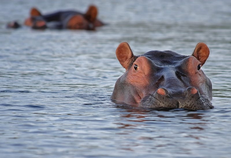 1705818233-Dream About Hippo