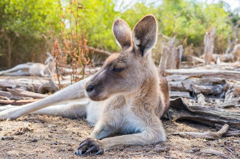 1706516073-Dream of Kangaroo